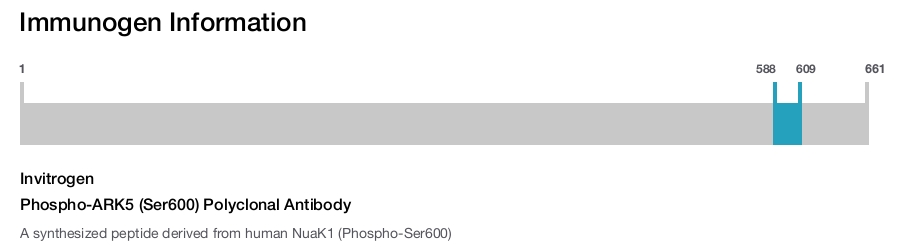 Phospho-ARK5 (Ser600) Polyclonal Antibody