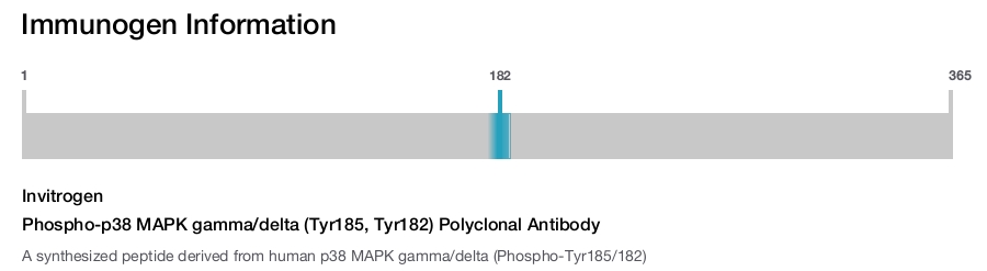 Phospho-p38 MAPK gamma/delta (Tyr185, Tyr182) Polyclonal Antibody