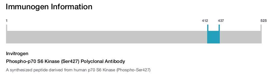 Phospho-p70 S6 Kinase (Ser427) Polyclonal Antibody