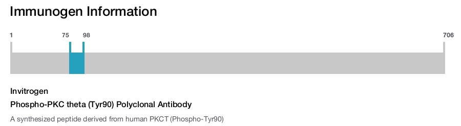 Phospho-PKC theta (Tyr90) Polyclonal Antibody