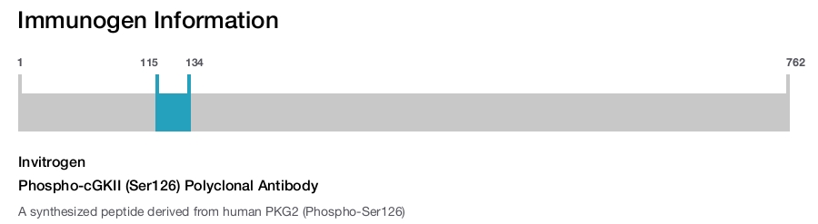 Phospho-cGKII (Ser126) Polyclonal Antibody