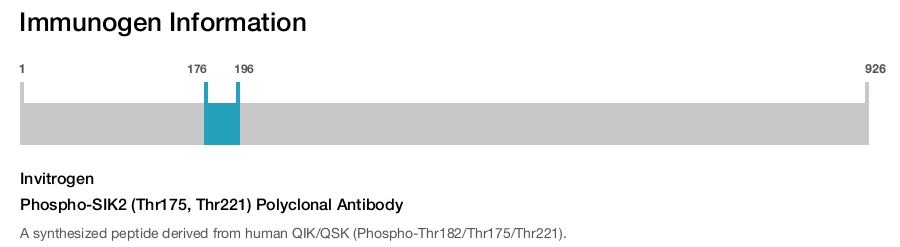 Phospho-SIK2 (Thr175, Thr221) Polyclonal Antibody
