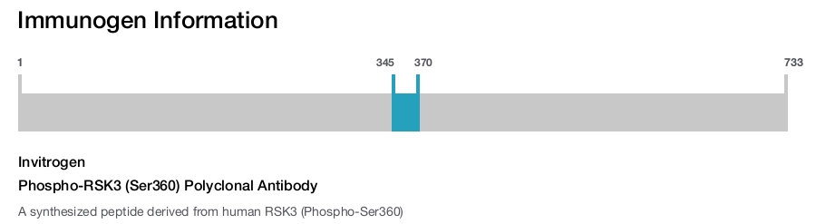 Phospho-RSK3 (Ser360) Polyclonal Antibody