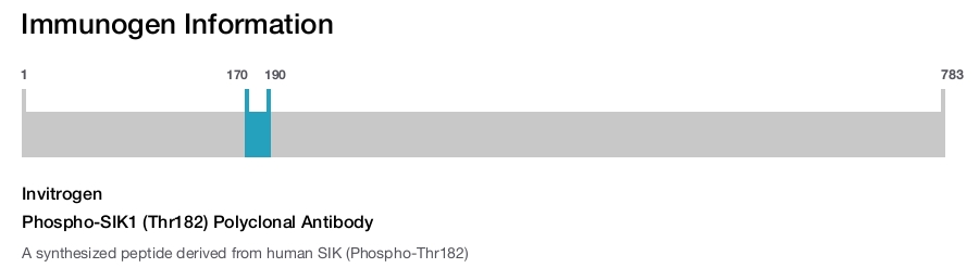 Phospho-SIK1 (Thr182) Polyclonal Antibody