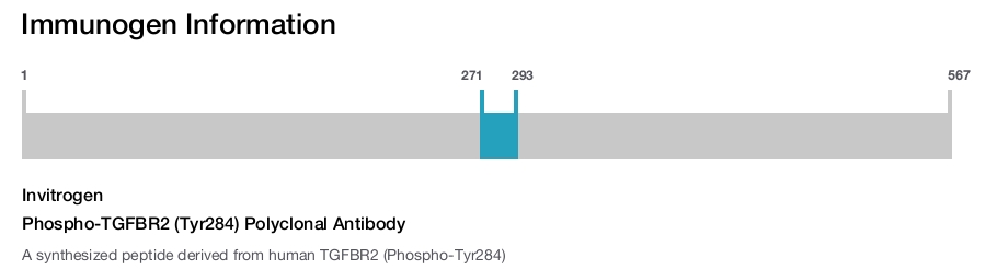 Phospho-TGFBR2 (Tyr284) Polyclonal Antibody