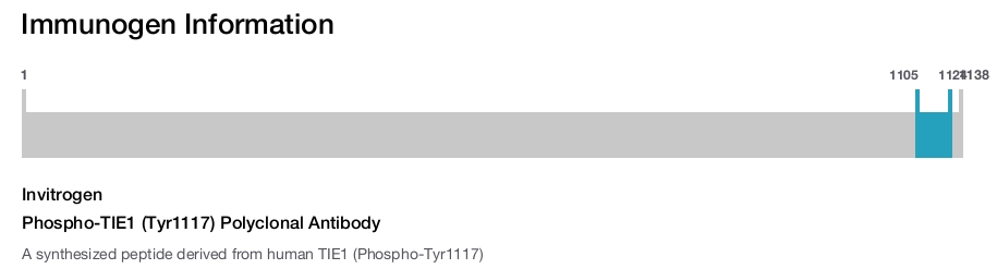 Phospho-TIE1 (Tyr1117) Polyclonal Antibody