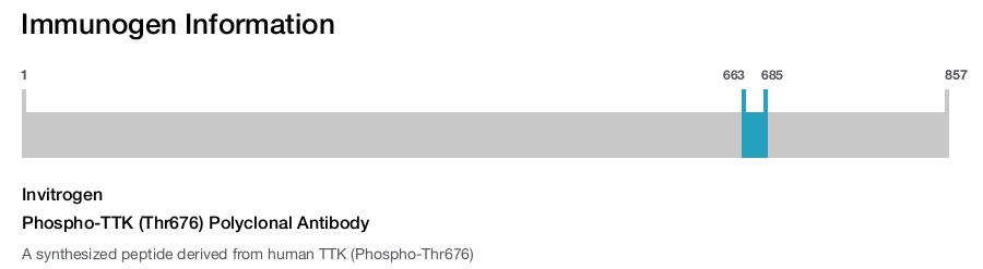 Phospho-TTK (Thr676) Polyclonal Antibody