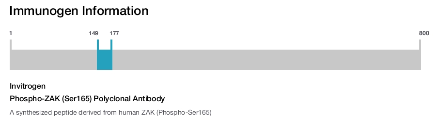 Phospho-ZAK (Ser165) Polyclonal Antibody