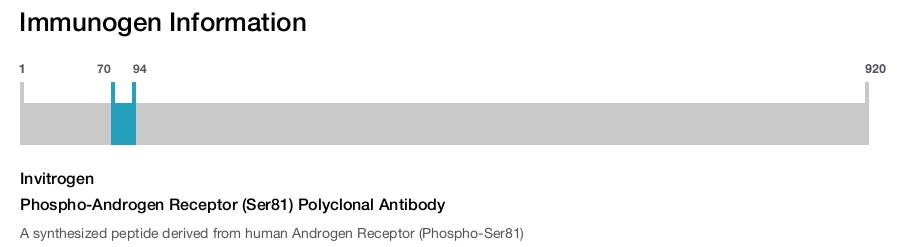 Phospho-Androgen Receptor (Ser81) Polyclonal Antibody