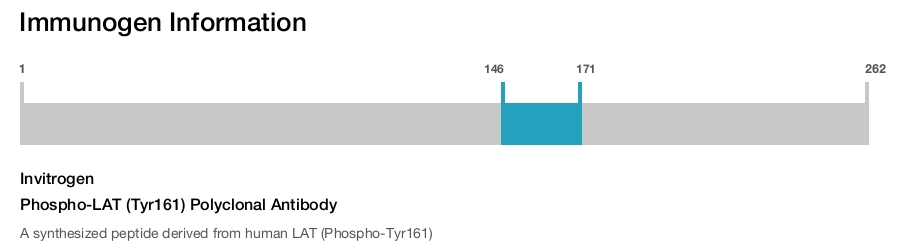 Phospho-LAT (Tyr161) Polyclonal Antibody