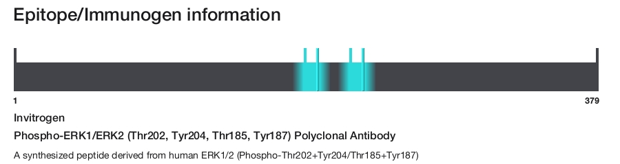 Phospho-ERK1/ERK2 (Thr202, Tyr204, Thr185, Tyr187) Polyclonal Antibody