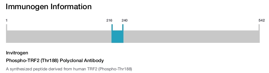 Phospho-TRF2 (Thr188) Polyclonal Antibody