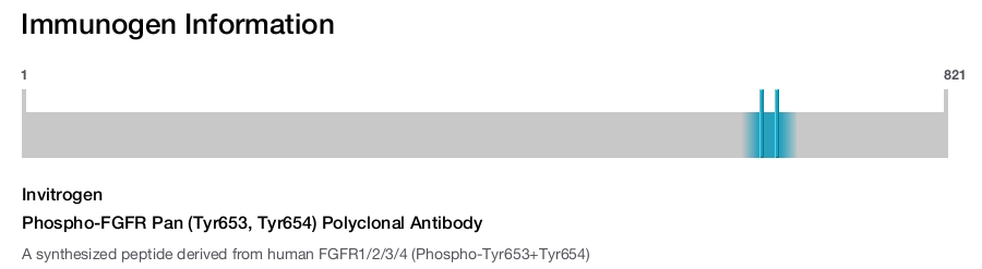 Phospho-FGFR Pan (Tyr653, Tyr654) Polyclonal Antibody