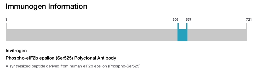 Phospho-eIF2b epsilon (Ser525) Polyclonal Antibody