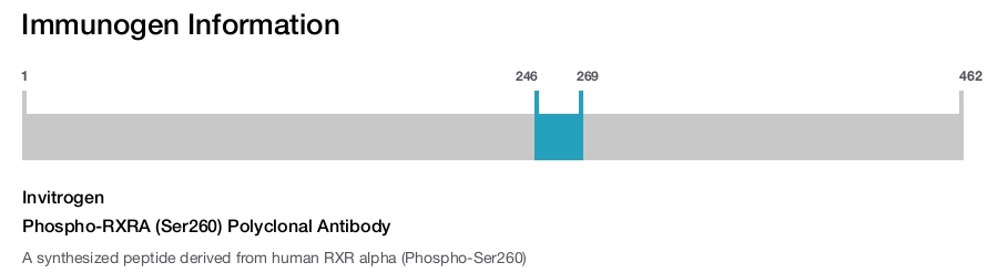 Phospho-RXRA (Ser260) Polyclonal Antibody