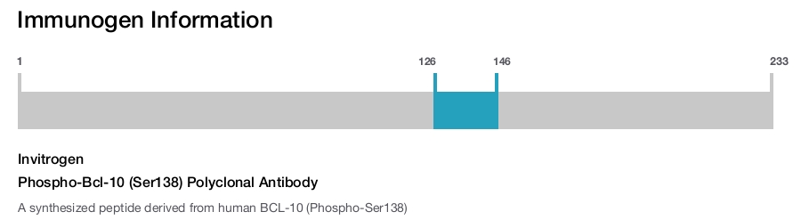 Phospho-Bcl-10 (Ser138) Polyclonal Antibody