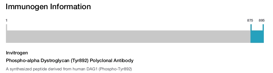 Phospho-alpha Dystroglycan (Tyr892) Polyclonal Antibody
