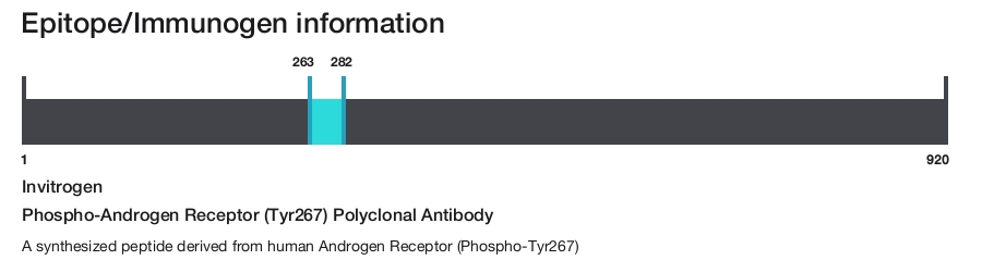 Phospho-Androgen Receptor (Tyr267) Polyclonal Antibody