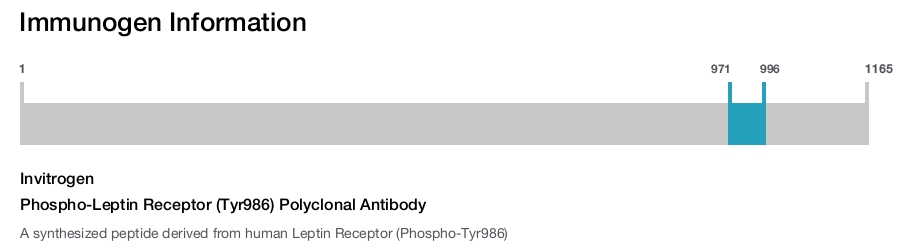 Phospho-Leptin Receptor (Tyr986) Polyclonal Antibody