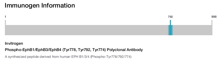 Phospho-EphB1/EphB3/EphB4 (Tyr778, Tyr792, Tyr774) Polyclonal Antibody