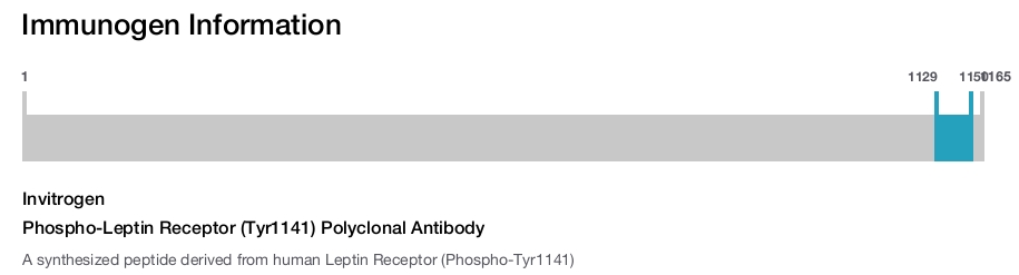 Phospho-Leptin Receptor (Tyr1141) Polyclonal Antibody