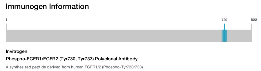 Phospho-FGFR1/FGFR2 (Tyr730, Tyr733) Polyclonal Antibody