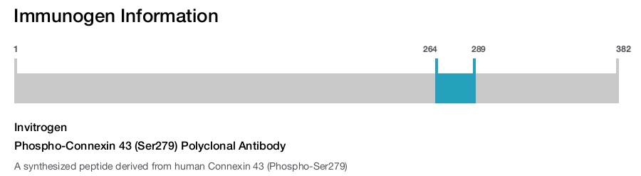 Phospho-Connexin 43 (Ser279) Polyclonal Antibody