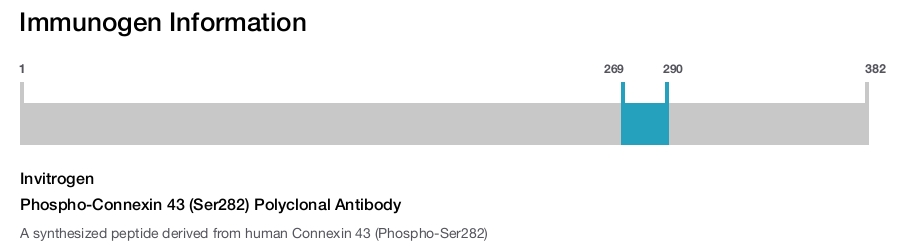 Phospho-Connexin 43 (Ser282) Polyclonal Antibody
