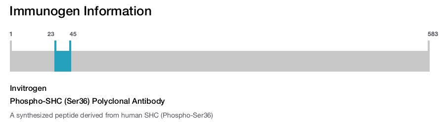 Phospho-SHC (Ser36) Polyclonal Antibody