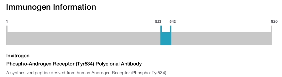 Phospho-Androgen Receptor (Tyr534) Polyclonal Antibody