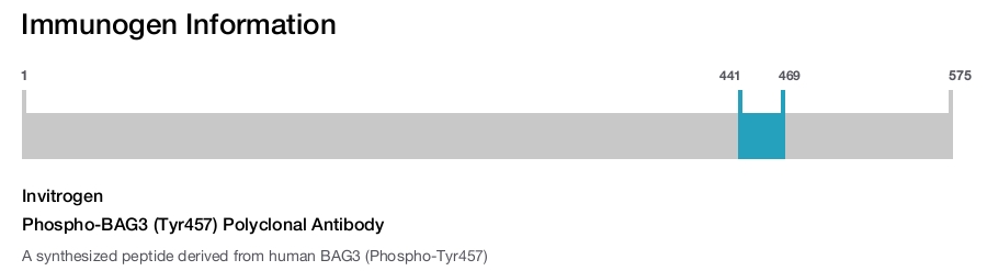 Phospho-BAG3 (Tyr457) Polyclonal Antibody