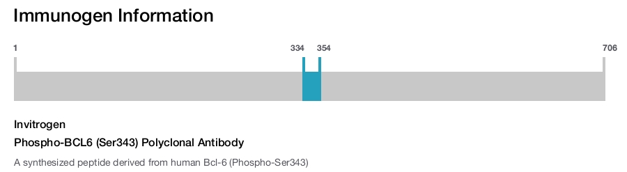 Phospho-BCL6 (Ser343) Polyclonal Antibody