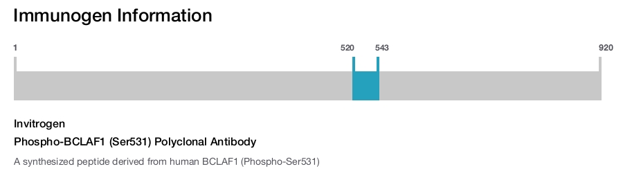 Phospho-BCLAF1 (Ser531) Polyclonal Antibody