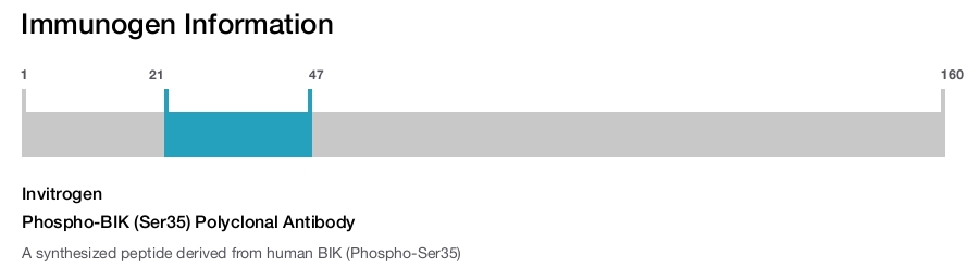 Phospho-BIK (Ser35) Polyclonal Antibody