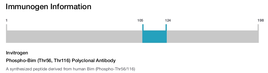 Phospho-Bim (Thr56, Thr116) Polyclonal Antibody
