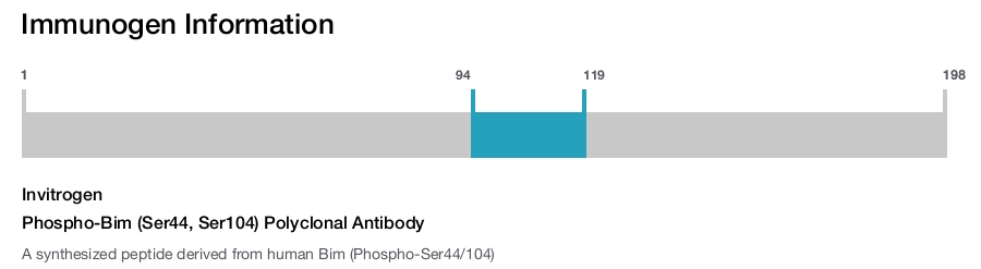Phospho-Bim (Ser44, Ser104) Polyclonal Antibody