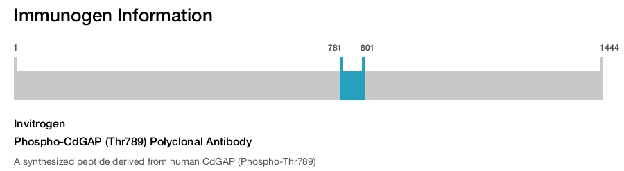 Phospho-CdGAP (Thr789) Polyclonal Antibody