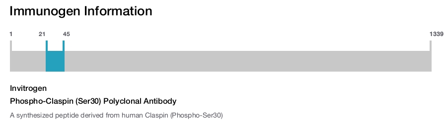 Phospho-Claspin (Ser30) Polyclonal Antibody