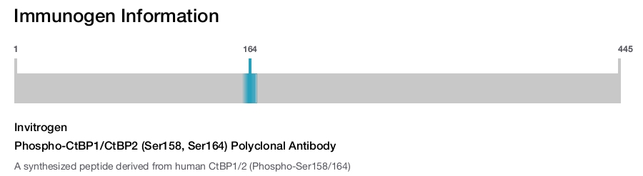 Phospho-CtBP1/CtBP2 (Ser158, Ser164) Polyclonal Antibody