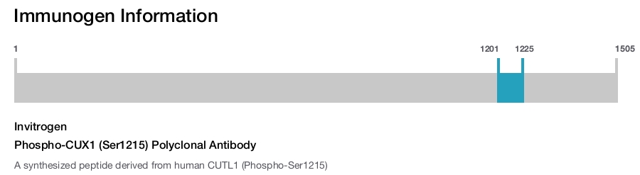 Phospho-CUX1 (Ser1215) Polyclonal Antibody