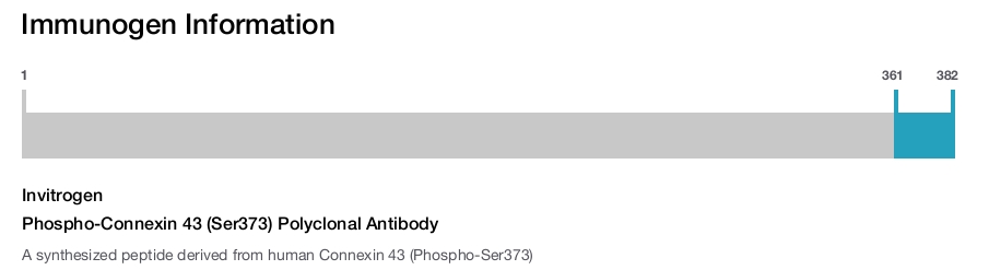 Phospho-Connexin 43 (Ser373) Polyclonal Antibody