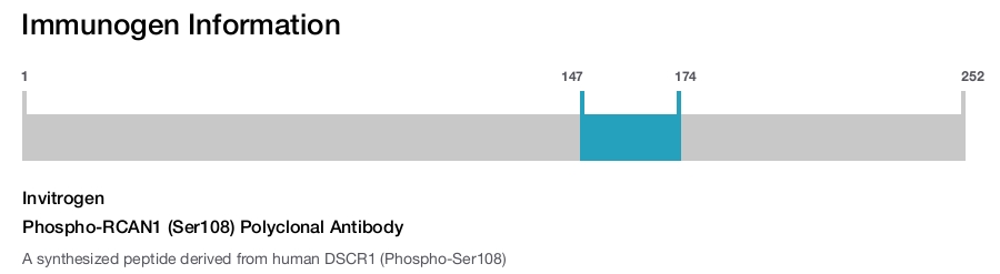 Phospho-RCAN1 (Ser108) Polyclonal Antibody