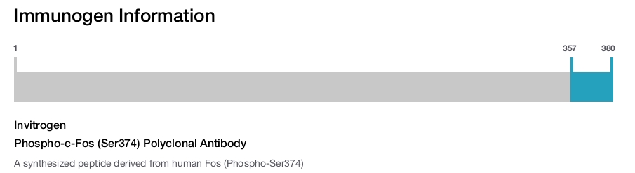 Phospho-c-Fos (Ser374) Polyclonal Antibody