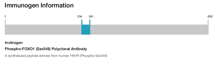 Phospho-FOXO1 (Ser249) Polyclonal Antibody