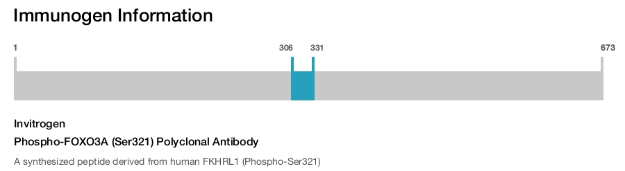 Phospho-FOXO3A (Ser321) Polyclonal Antibody