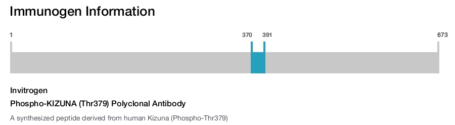 Phospho-KIZUNA (Thr379) Polyclonal Antibody