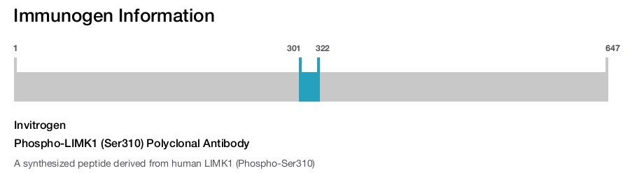 Phospho-LIMK1 (Ser310) Polyclonal Antibody