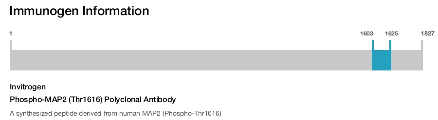 Phospho-MAP2 (Thr1616) Polyclonal Antibody