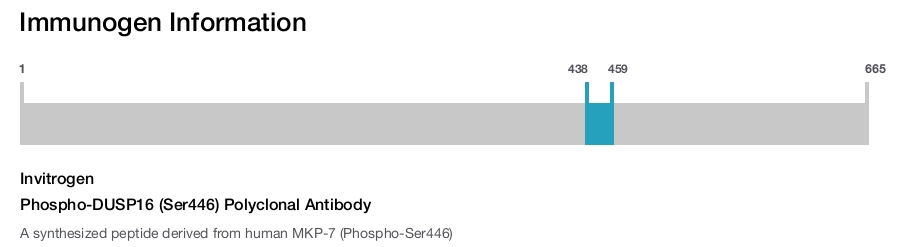 Phospho-DUSP16 (Ser446) Polyclonal Antibody