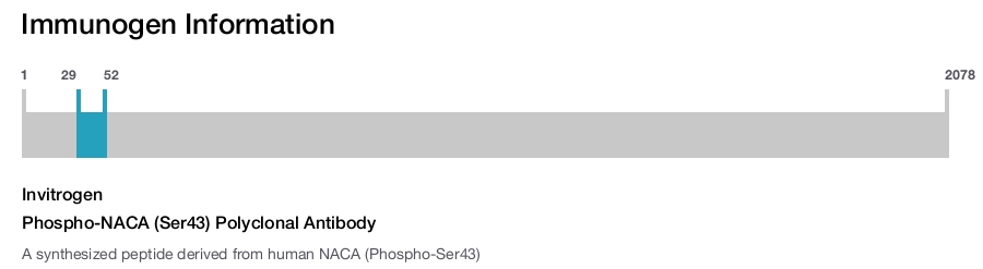Phospho-NACA (Ser43) Polyclonal Antibody